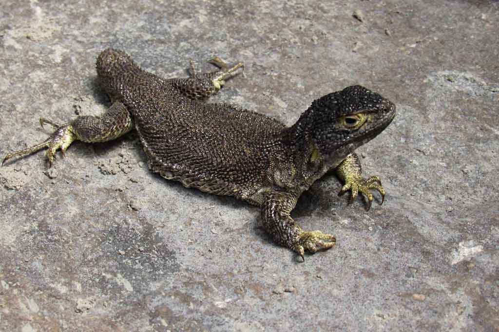 Penemuan itu didaftarkan beberapa minggu lalu bekerja sama dengan ilmuwan dari Argentina, Chili, dan Bolivia.