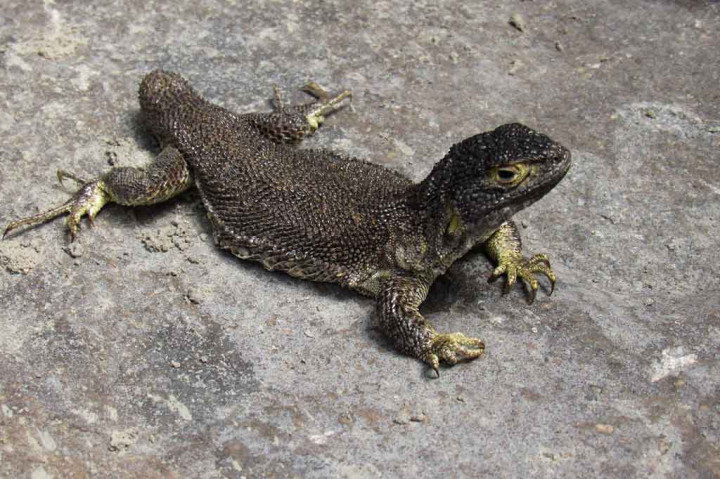 Penemuan itu didaftarkan beberapa minggu lalu bekerja sama dengan ilmuwan dari Argentina, Chili, dan Bolivia.