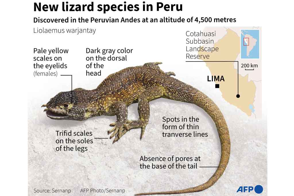 Cagar Alam Subbasin Cotahuasi, tempat kadal itu ditemukan adalah kawasan lindung di wilayah Arequipa di barat daya Peru, dengan luas 490.550 hektar (1.900 mil persegi).