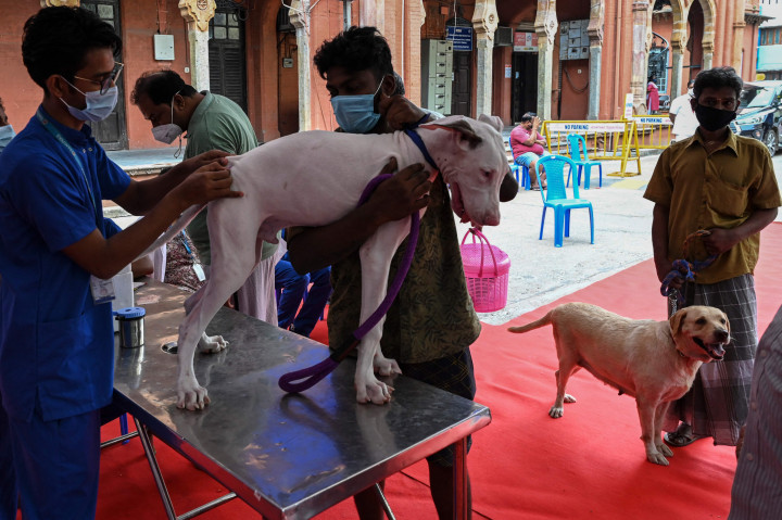 Seorang dokter hewan menginokulasi seekor anjing dengan dosis vaksin antirabies pada kesempatan Hari Rabies Sedunia di Rumah Sakit Universitas Hewan Tamil Nadu, Chennai, Rabu, 29 September 2021.