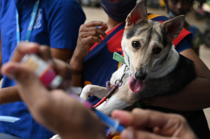 Seorang dokter hewan bersiap untuk menyuntik seekor anjing dengan dosis vaksin antirabies pada kesempatan Hari Rabies Sedunia di Rumah Sakit Universitas Hewan Tamil Nadu, Chennai, Rabu, 29 September 2021.