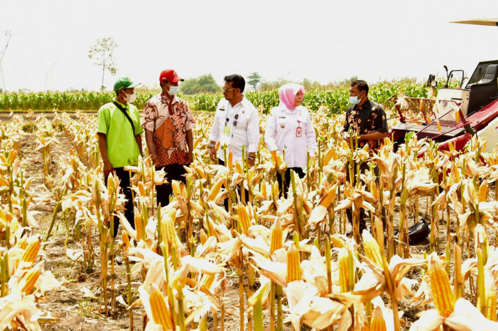 Kegiatan ini guna membuktikan stok jagung dalam negeri tersedia dalam memenuhi bahan pakan secara mandiri.