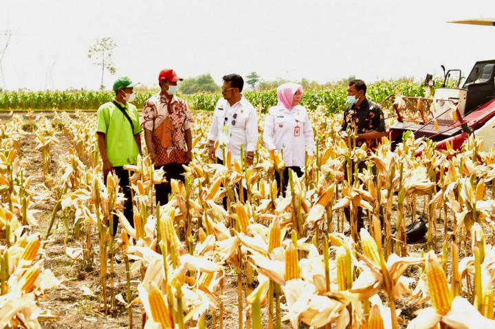 Kegiatan ini guna membuktikan stok jagung dalam negeri tersedia dalam memenuhi bahan pakan secara mandiri.