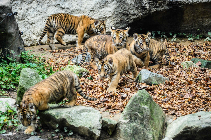 Lima anak harimau Siberia spesies langka kelas 1 yang dilindungi terlihat di kebun binatag taman hiburan Everland, Yongin, Provinsi Gyeonggi-do, Korea Selatan, 30 September 2021.