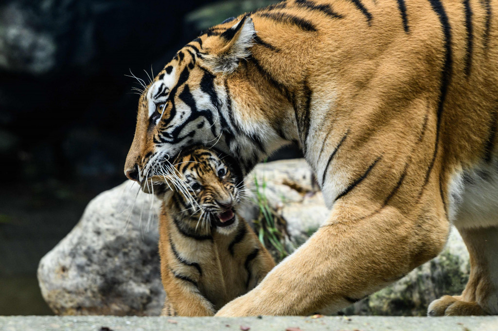 Harimau Siberia betina dan spesies langka kelas 1 yang dilindungi oleh pemerintah Geon-gon membawa salah satu dari lima anaknya di kebun binatang taman hiburan hiburan Everland, Yongin, Provinsi Gyeonggi-do, Korea Selatan, 30 September 2021.