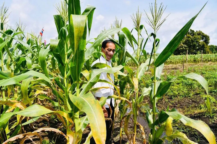 Presiden Jokowi saat meninjau lokasi penanaman jagung di Kabupaten Sorong, Senin, 4 Oktober 2021.