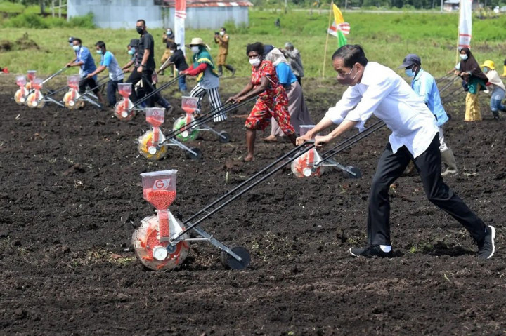 Jokowi yang terlihat mengenakan kemeja panjang putih, celana panjang hitam, dan bersepatu kets ikut menanam bibit jagung bersama petani di Distrik Mariat, Kabupaten Sorong.