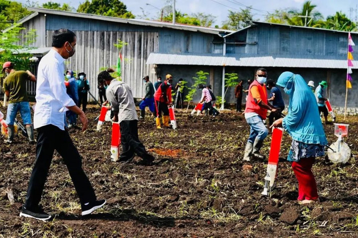 Jokowi menyampaikan bahwa Papua Barat memiliki 11.000 hektare tanaman jagung di seluruh provinsi. Selain itu, Papua Barat juga mempunyai 7 juta hektare lahan untuk tanaman pangan dan hortikultural.