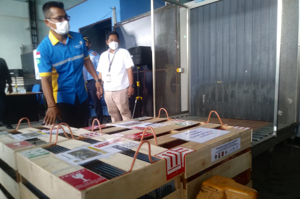 Sebanyak 65 ekor satwa dilindungi ditranslokasi ke Maluku, Papua, dan Papua Barat. 