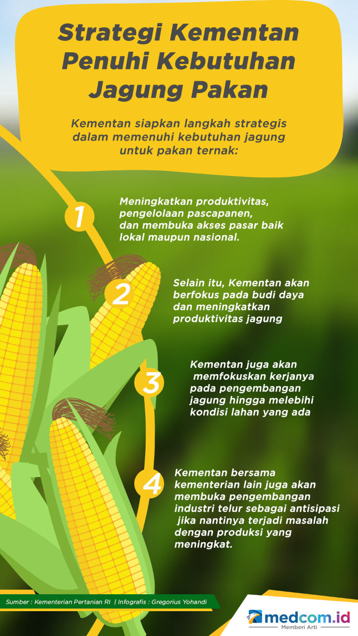 3 Strategi Kementan Penuhi Kebutuhan Jagung Pakan