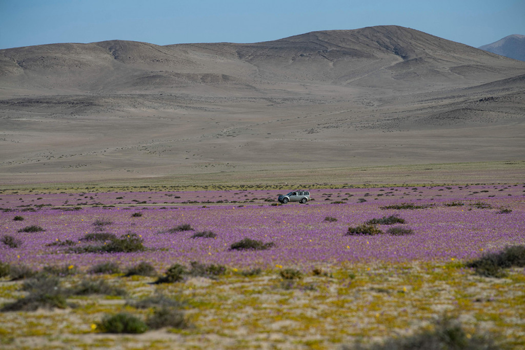 Gurun Atacama yang dijuluki sebagai tempat terkering di dunia tiba-tiba menjadi ladang bunga warna-warni, menutupi gurun pasir yang tidak ditumbuhi tanaman.