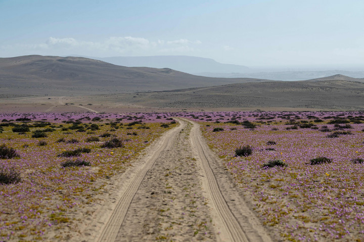Atacama adalah salah satu gurun pasir paling terkenal di dunia dan dikenal sebagai tempat yang jarang sekali mengalami hujan.