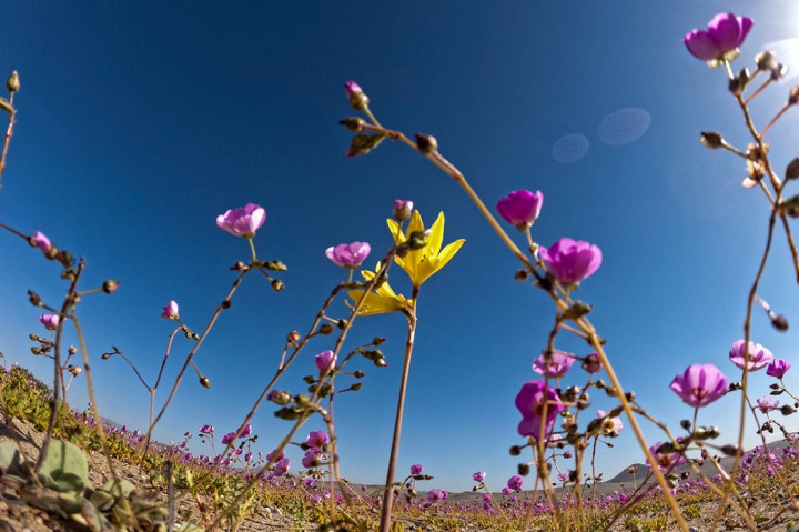 Bunga-bunga bermekaran di gurun Atacama, sekitar 600 km sebelah utara Santiago, Chile, Rabu, 13 Oktober 2021.