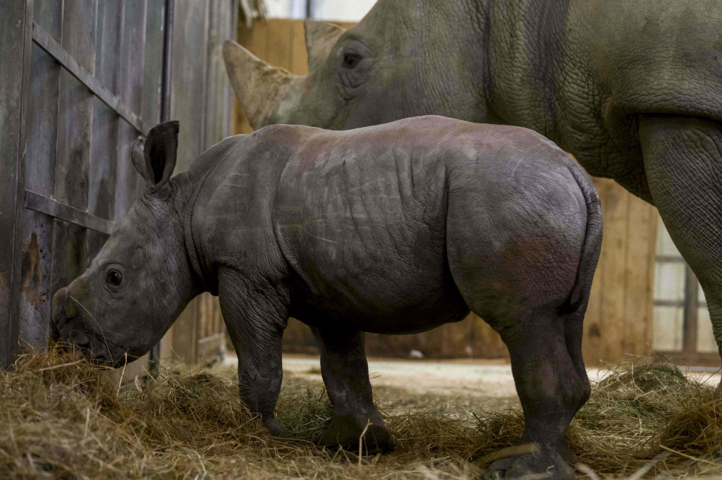 Foto diambil pada 15 Oktober 2021, menunjukkan seekor bayi badak bernama Mosl di taman zoologi Amneville, di Amneville, Prancis Timur.