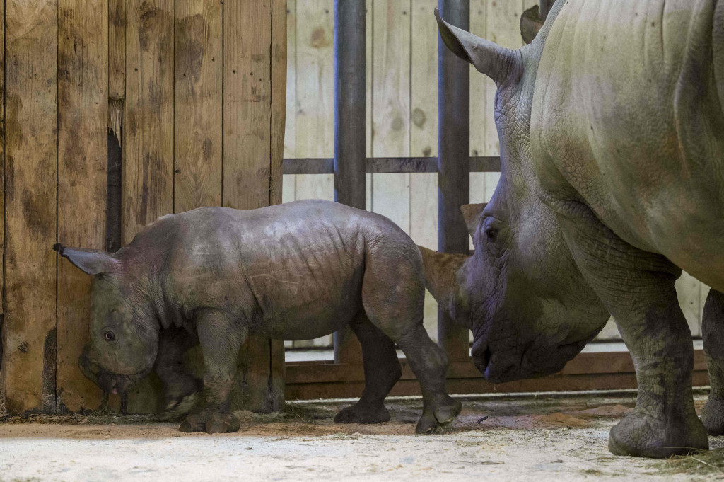 Kelahiran Mosl, bayi badak jantan di taman zoologi Amneville, di Amneville, Prancis adalah berita bagus karena spesies ini terancam secara global.