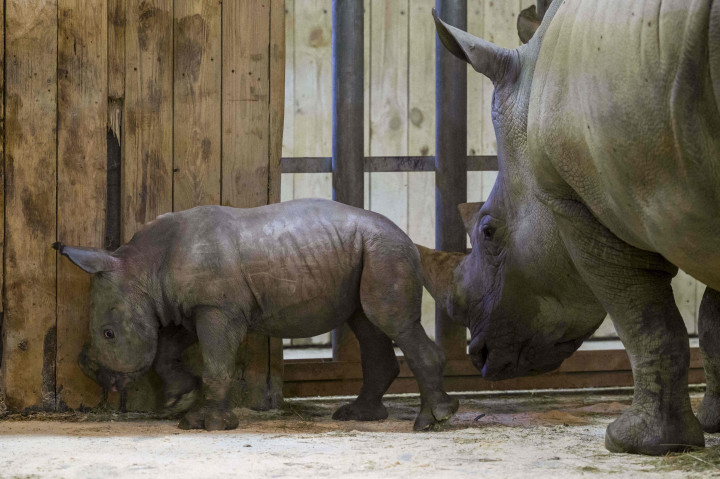 Kelahiran Mosl, bayi badak jantan di taman zoologi Amneville, di Amneville, Prancis adalah berita bagus karena spesies ini terancam secara global.