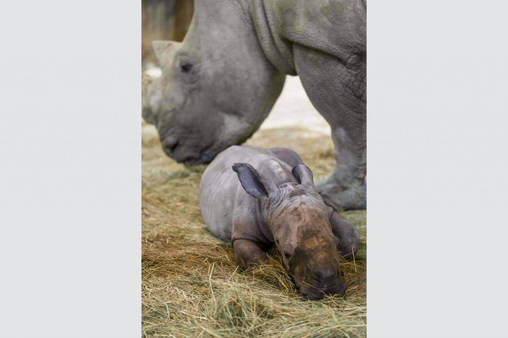 Seekor bayi badak bernama Mosl dan induknya, Tala, di kandang mereka di  taman zoologi Amneville, di Amneville, Prancis Timur.