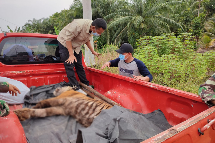 Tragis! Harimau Sumatera Kembali Ditemukan Mati Terjerat di