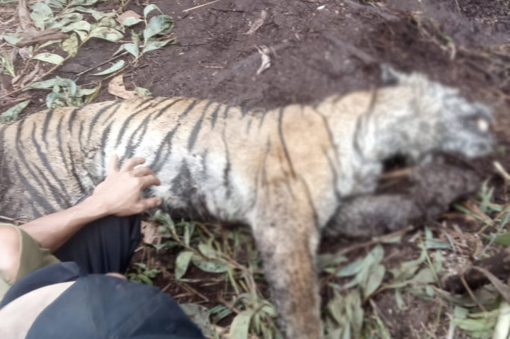 Tragis! Harimau Sumatera Kembali Ditemukan Mati Terjerat di