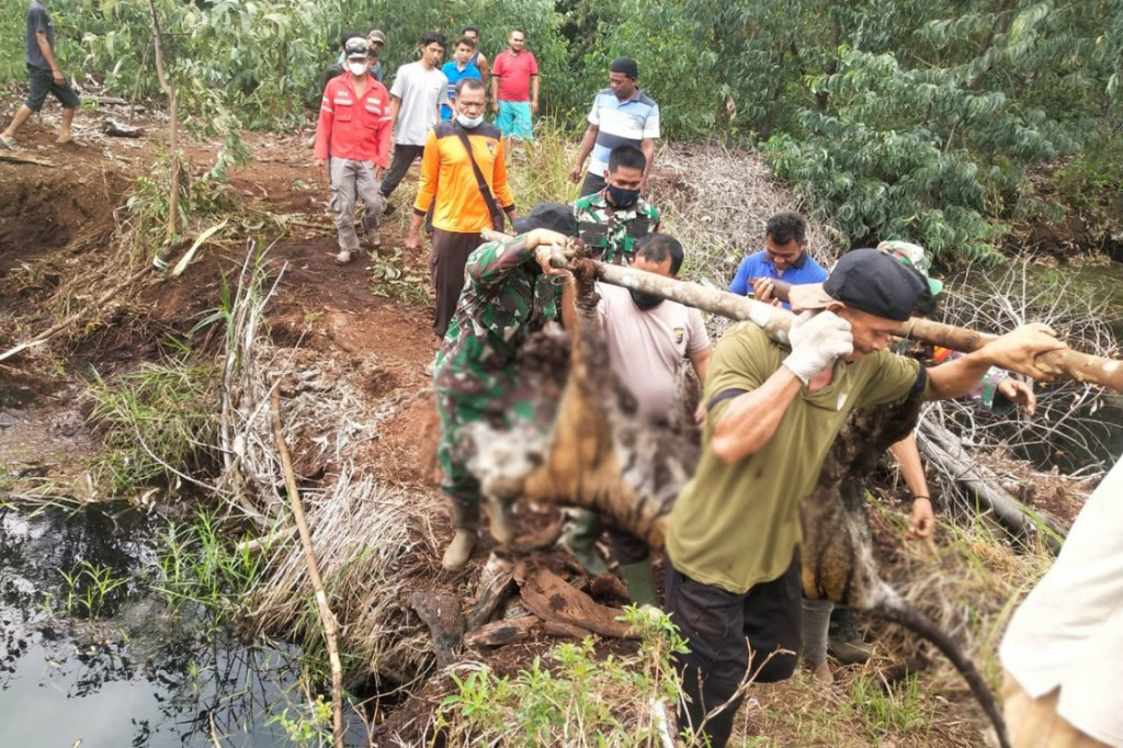Seeokor harimau Sumatera di Provinsi Riau kembali ditemukan mati. Penyebabnya karena ulah pemburu yang melakukan pemasangan jerat.