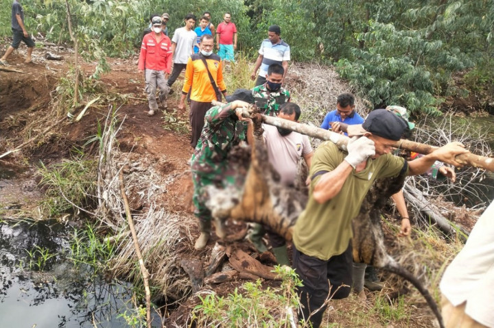 Seeokor harimau Sumatera di Provinsi Riau kembali ditemukan mati. Penyebabnya karena ulah pemburu yang melakukan pemasangan jerat.