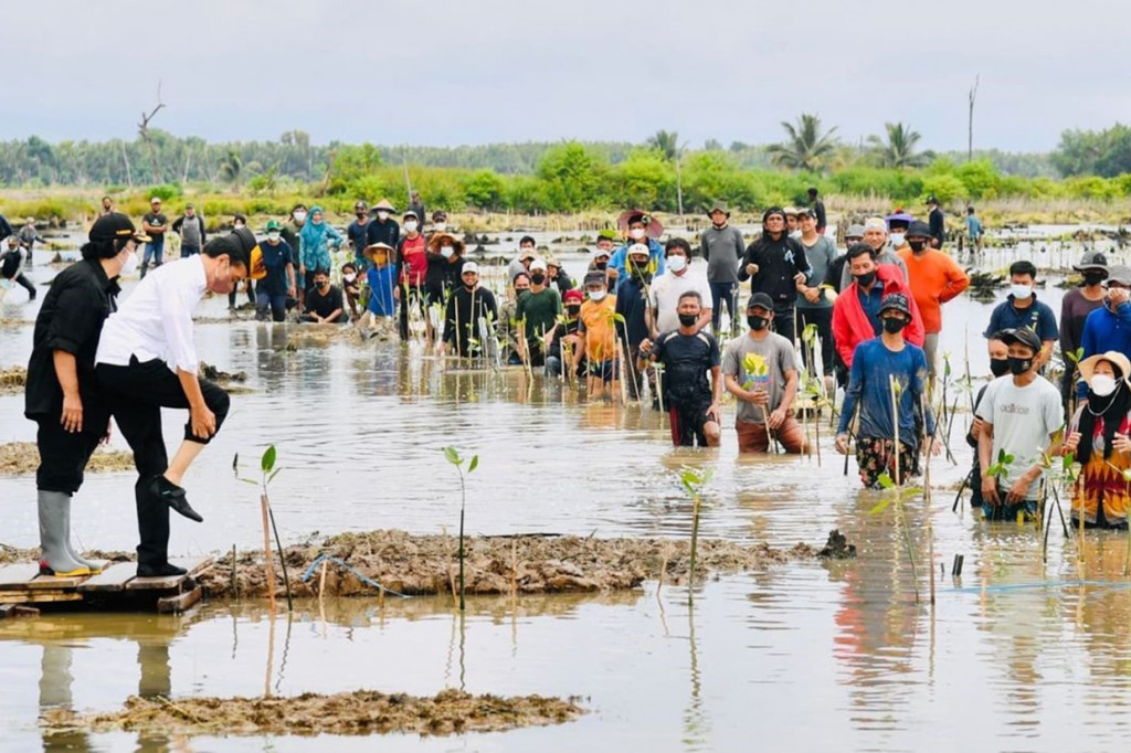 Jokowi mengatakan, penanaman mangrove di Kabupaten Tana Tidung merupakan upaya rehabilitasi hutan mangrove yang perlu diperbaiki.
