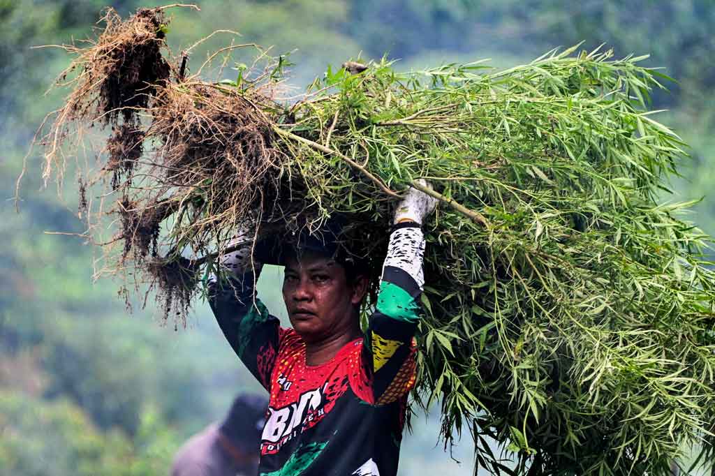 Petugas mencabut tanaman ganja siap panen saat operasi perang melawan narkoba di kawasan Pegunungan Seulawah, Gampong Lamteuba Droe, Kecamatan Seulimum, Kabupaten Aceh Besar, Aceh, Selasa, 19 Oktober 2021.