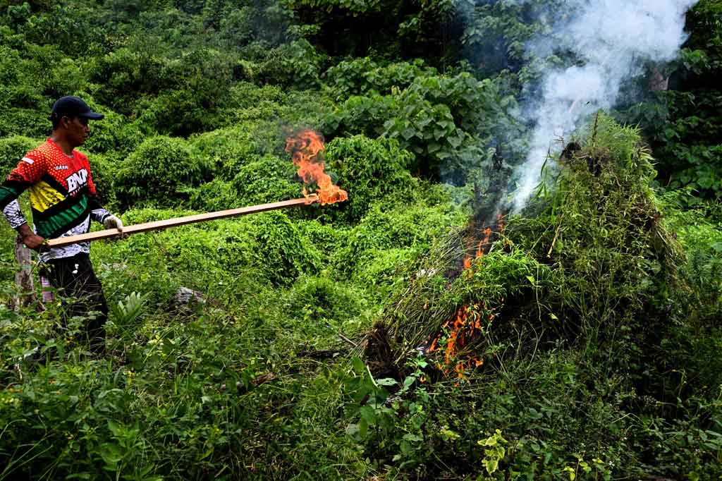Badan Narkotika Nasional Provinsi (BNNP) Aceh bersama Kepolisian dan TNI memusnahkan sekitar 18 ribu tanaman ganja yang ditemukan di sebuah ladang seluas sekitar 3,5 hektare di kawasan Pegunungan Seulawah, Gampong Lamteuba Droe, Kecamatan Seulimuem, Aceh Besar, Selasa, 19 Oktober 2021.