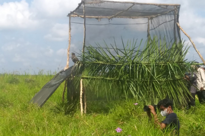 BKSDA Sumsel bersama dengan PT Timah melepasliarkan delapan ekor satwa dilindungi di Suaka Marga Satwa Padang Sugihan, Banyuasin, Sabtu, 23 Oktober 2021.