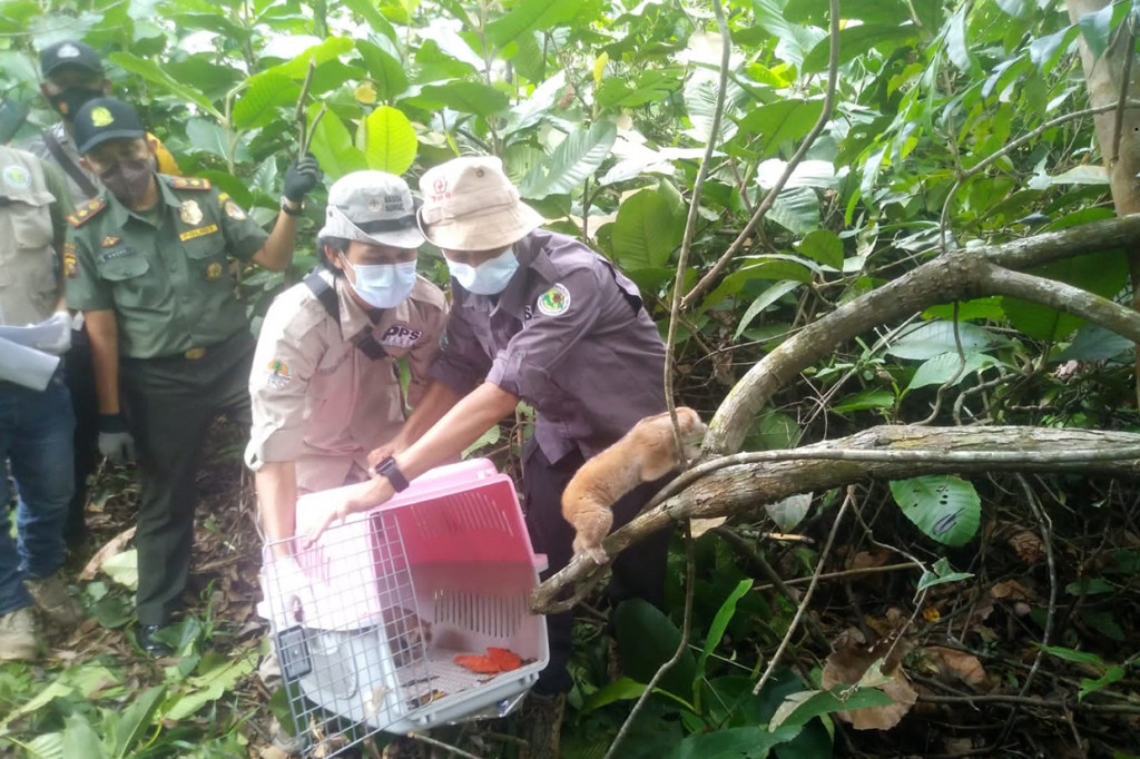 Masing-masing satwa antaralain dua ekor Kukang Sumatera (Nycticebus coucang), dua ekor Elang Bido (Spilornis chela), dua ekor Elang Bondol (Haliastur indus).