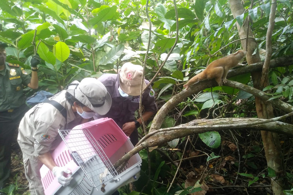Juga ada satu ekor Elang Paria (Milvus migrans), satu ekor Betet Ekor-Panjang (Psittacula longicauda).