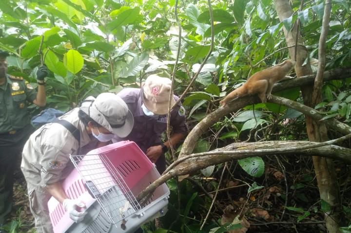 Juga ada satu ekor Elang Paria (Milvus migrans), satu ekor Betet Ekor-Panjang (Psittacula longicauda).