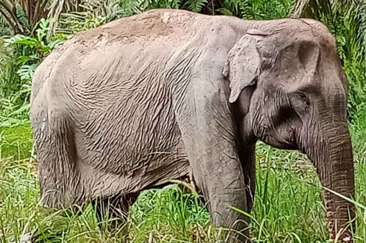 Tim gabungan Balai Besar KSDA Riau, Balai Taman Nasional Tesso Nilo (TNTN) dan Yayasan TNTN menemukan seekor gajah liar yang tengah sakit di Desa Pontian Mekar (SP 4), Kecamatan Lubuk Batu Jaya, Kabupaten Indragiri Hulu.