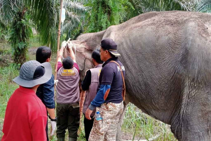 Tim BKSDA Riau Temukan Gajah Liar Sakit