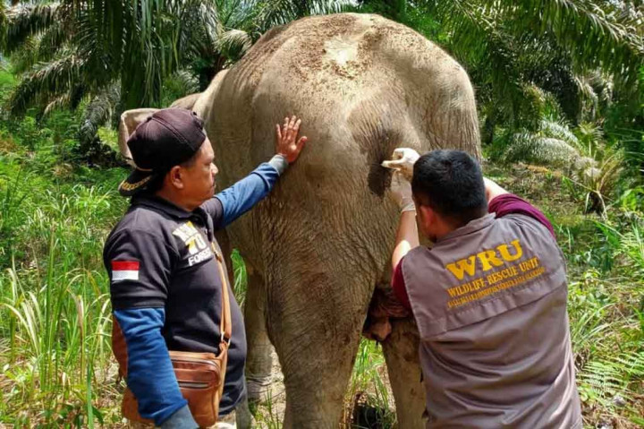Tim BKSDA Riau Temukan Gajah Liar Sakit