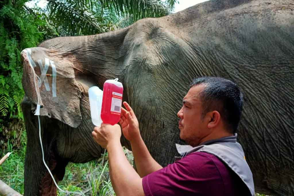 Setelah melalui proses pengobatan, selanjutnya tim medis menyadarkan satwa dan melepasliarkan gajah tersebut ke habitatnya. Kemudian dibarengi melakukan pemantauan dan pengamatan pergerakan satwa untuk mengetahui kondisi selanjutnya.