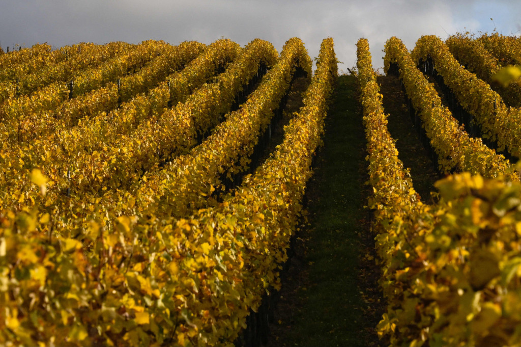Pemandangan yang diambil pada 36 Oktober 2021, menunjukkan kebun anggur Alsace pada hari musim gugur, dekat desa Zellenberg, Prancis, Timur.