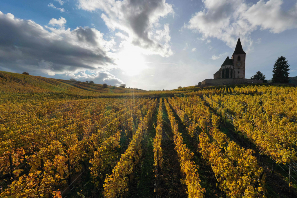 Pemandangan udara desa Hunawihr, Prancis dengan gereja Saint-Jacques-le-Majeur dan dikelilingi kebun anggur Alsace pada musim gugur, 26 Oktober 2021.