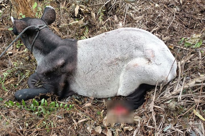 TIM Balai Besar Konservasi Sumber Daya Alam (BBKSDA) Riau melakukan upaya penyelamatan tapir (Tapirus indicus) yang terjerat seling di Minas, Kabupaten Siak, Riau, Kamis, 28 Oktober 2021.