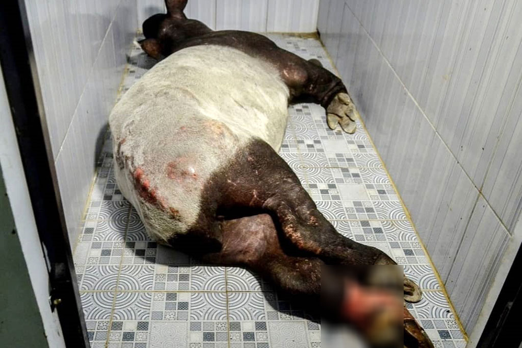 Pelaksana Harian (Plh) Kepala Balai Besar Konservasi Sumber Daya Alam (BBKSDA) Riau Hartono mengatakan laporan terkait tapir terjerat perangkap itu diterima oleh Bidang KSDA Wilayah II pada Kamis pukul 13.00 WIB. BBKSDA Riau lantas menurunkan tim untuk melakukan penyelamatan.