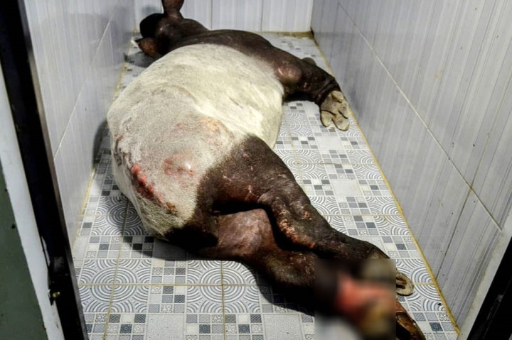 Pelaksana Harian (Plh) Kepala Balai Besar Konservasi Sumber Daya Alam (BBKSDA) Riau Hartono mengatakan laporan terkait tapir terjerat perangkap itu diterima oleh Bidang KSDA Wilayah II pada Kamis pukul 13.00 WIB. BBKSDA Riau lantas menurunkan tim untuk melakukan penyelamatan.