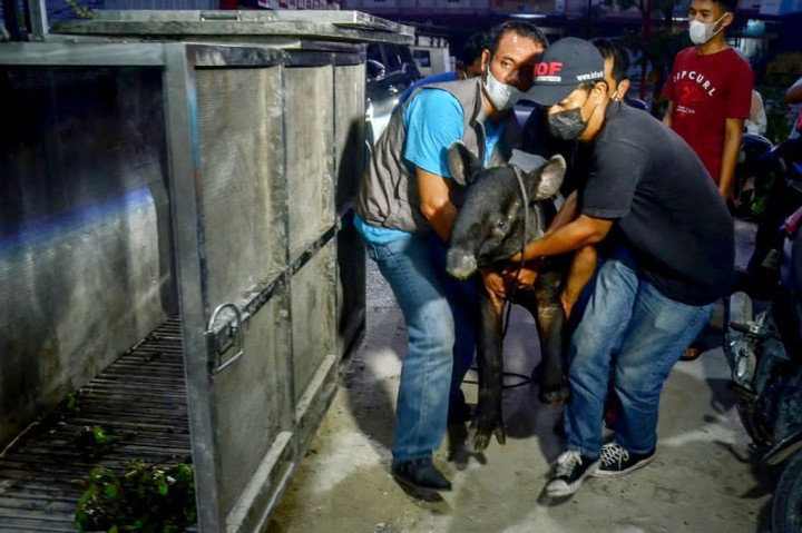 Dari hasil identifikasi kondisi satwa berjenis kelamin betina tersebut terdapat dua luka akibat jerat yaitu kaki  bagian kiri depan. Telapak kaki sudah putus akibat jerat dan hampir sembuh lukanya. Adapun kaki kiri  bagian belakang terluka cukup parah karena baru terkena jerat.