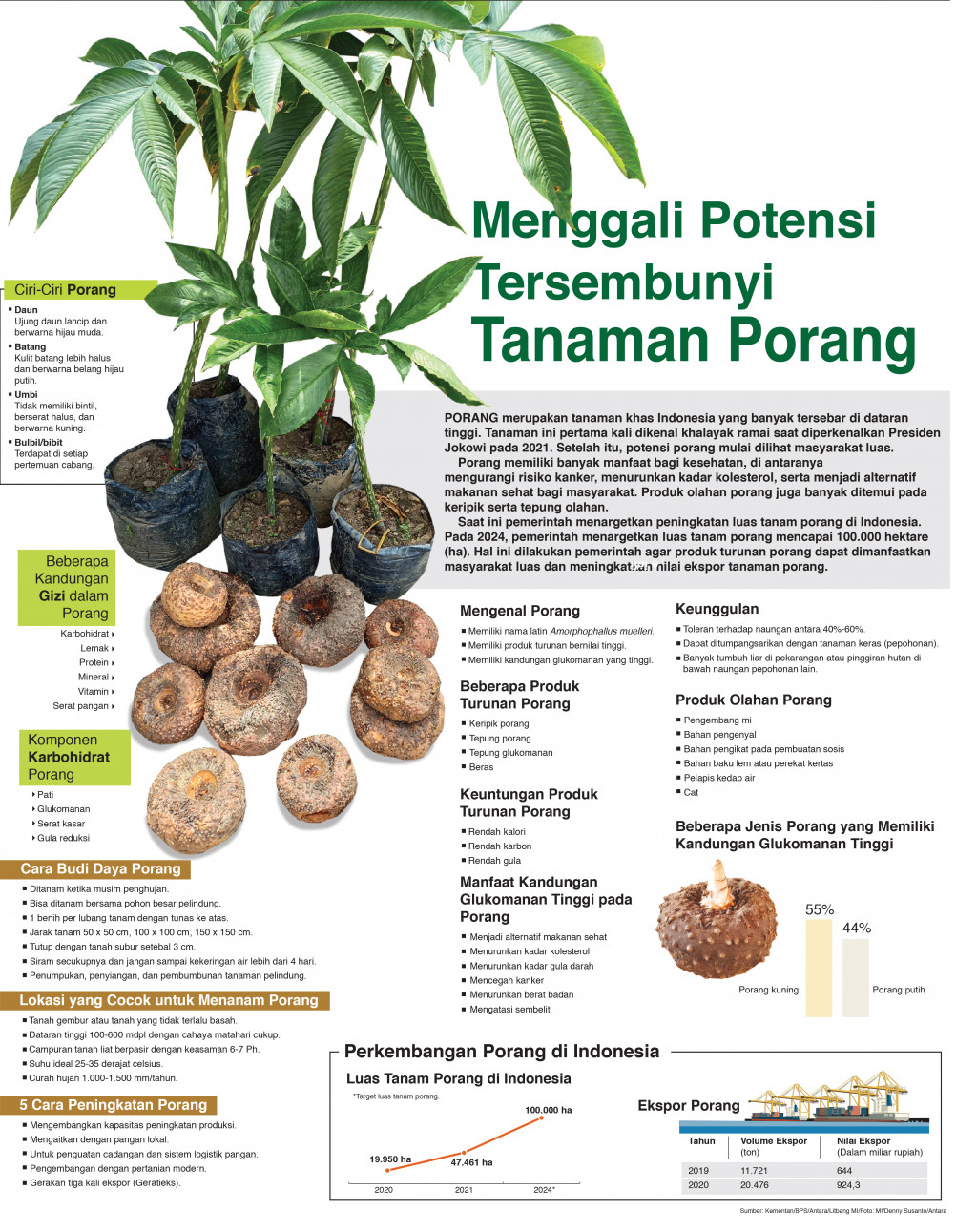 Menggali Potensi Tersembunyi Tanaman Porang