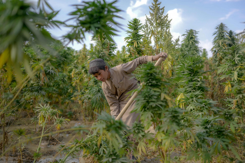 Seorang anak bekerja di ladang ganja pinggiran Kandahar, Afghanistan, 28 Oktober 2021.