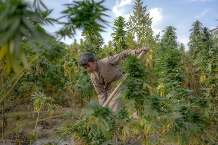 Seorang anak bekerja di ladang ganja pinggiran Kandahar, Afghanistan, 28 Oktober 2021.