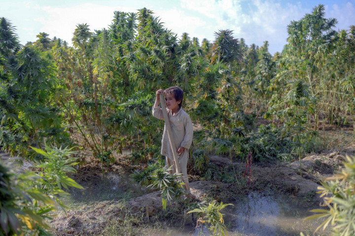 Ganja memang merupakan salah satu sumber pemasukan utama sejumlah kelompok Taliban sejak lama selain opium.