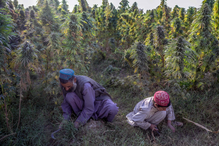 Seorang pria bekerja dengan putranya di ladang ganja pinggiran Kandahar, Afghanistan, 28 Oktober 2021.