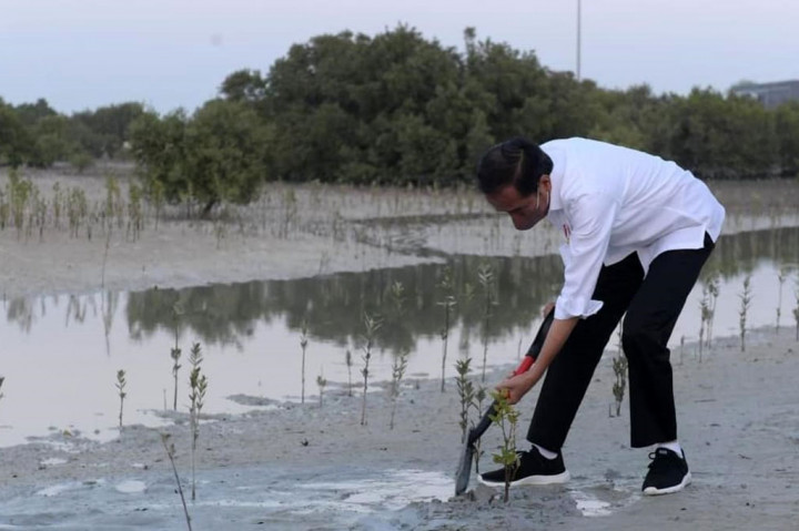 Setelah bertemu dengan Putra Mahkota Abu Dhabi Sheikh Mohammed bin Zayed Al Nahyan (MBZ) di Istana Al-Shatie, Presiden Joko Widodo meninjau sekaligus menanam benih mangrove di Jubail Mangrove Park, di Pulau Al Jubail, Abu Dhabi, Persatuan Emirat Arab (PEA), pada Rabu, 3 November 2021.