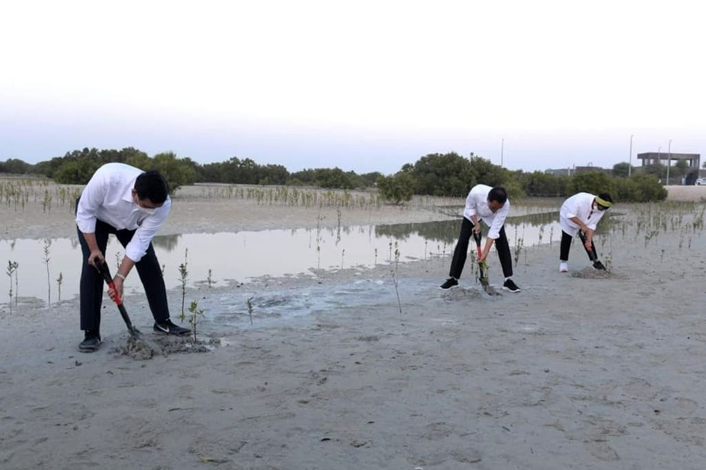 Presiden menanam pohon mangrove di dekat lokasi penanaman pohon oleh Putra Mahkota Abu Dhabi.