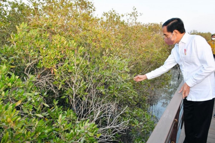 Daya tarik utama Jubail Mangrove Park adalah boardwalk tersebut, yang terdiri dari tiga rute berbeda. Jalur yang terpanjang adalah 2 kilometer, jarak menengah 1,6 kilometer, dan rute terpendek adalah 1 kilometer.
